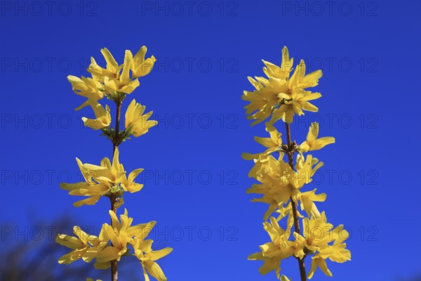 Forsythia, forsythia × intermedia zabel, also garden forsythia, golden lilac or golden bell, ornamental shrub, in flower, two yellow forsythia against a clear blue sky shine in the spring sun