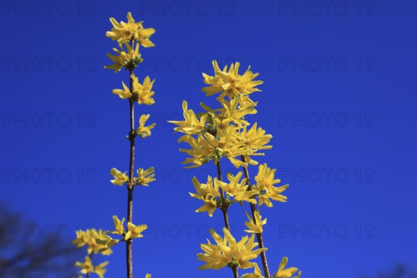 Forsythia, Forsythia × intermedia zabel, also garden forsythia, golden lilac or golden bell, ornamental shrub, in bloom, yellow Forsythia flowers rise up against a bright blue sky and represent spring