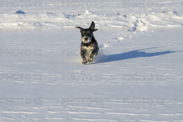 A dog happily runs through the snow on a sunny winter day, mixed breed dog, wire-haired dachshund terrier-Havanese mix, male, Ilsede, Lower Saxony, Germany