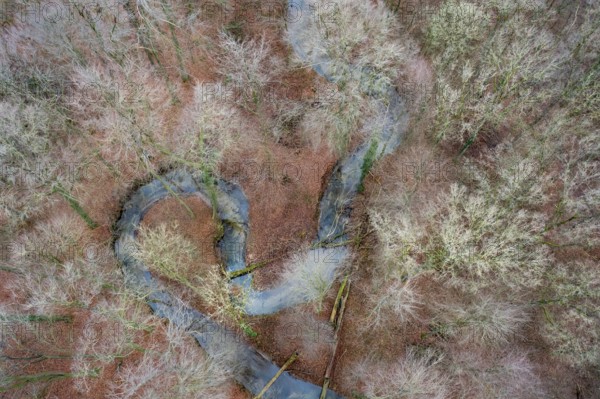 Meander of a low mountain stream in winter with beech forest, vertical aerial view, drone shot, Melle, Osnabrück district, Lower Saxony, Germany