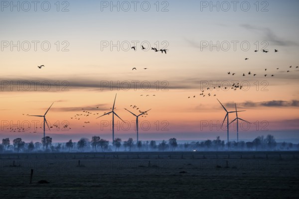 Wind turbines at dusk with flying birds and trees in the background, Hüde, Dümmer nature park Park, Lower Saxony, Germany