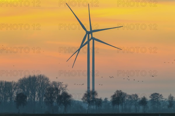 Wind turbines in front of an orange sunset with trees as silhouettes, Hüde, Dümmer nature park Park, Lower Saxony, Germany