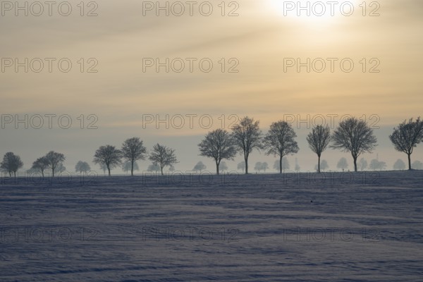 Landscape with a row of trees at sunset in winter on snowy fields, winter, snow, Oelsburg, Ilsede municipality, Peine district, Lower Saxony, Germany