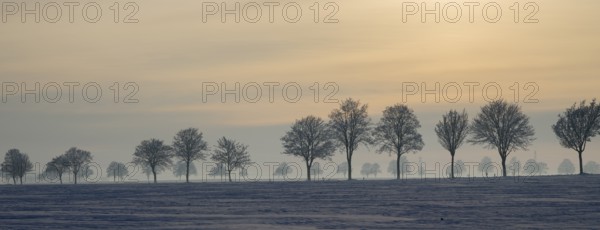 Row of trees in a snowy landscape illuminated by gentle sunset, winter, snow, Oelsburg, Ilsede municipality, Peine district, Lower Saxony, Germany