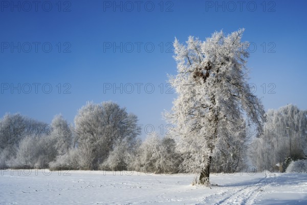 A snow-covered tree in a vast winter landscape with clear sky and tracks in snow, winter, snow, Oelsburg, Ilsede municipality, Peine district, Lower Saxony, Germany