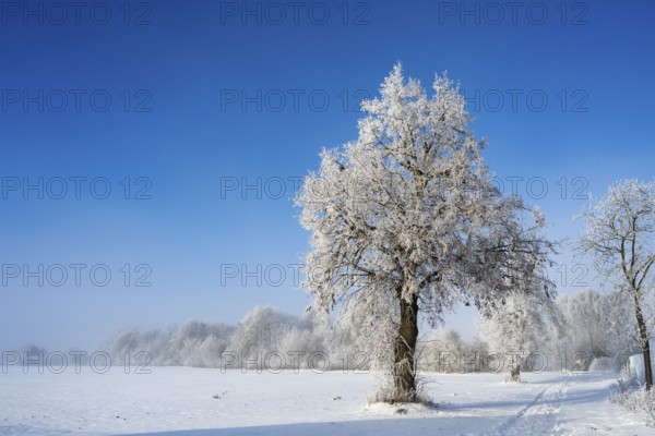 A single snow-covered tree stands in an open winter landscape under clear blue sky, winter, snow, Oelsburg, Ilsede municipality, Peine district, Lower Saxony, Germany