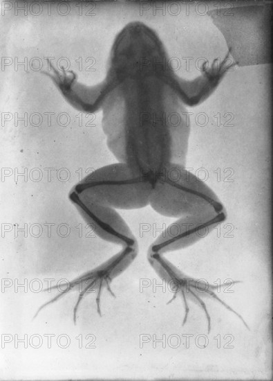 X-ray of a frog, healed fracture on one of the hind legs. X-ray, 1896, medicine, history of medicine, photography, historical