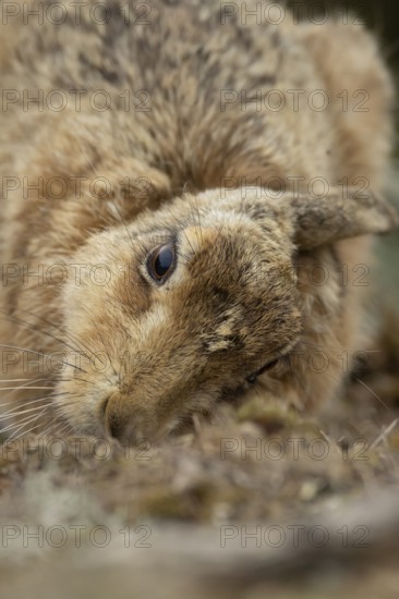 European brown hare (Lepus europaeus) adult animal head portrait, England, United Kingdom