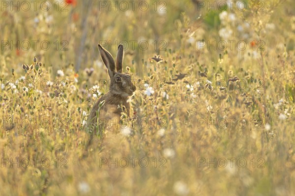 European brown hare (Lepus europaeus) adult animal feeding in a field amongst wild flowers in summer, England, United Kingdom