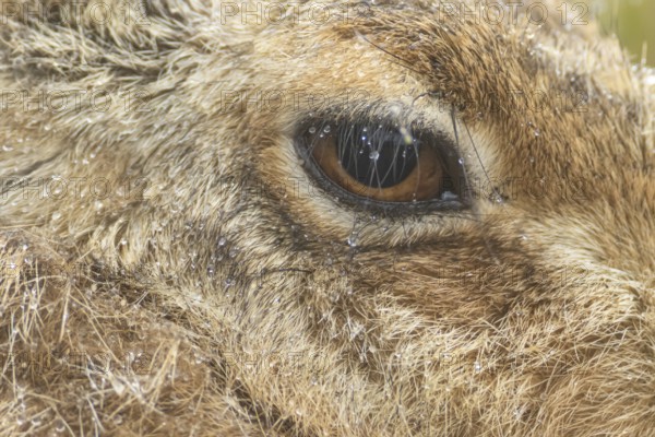European brown hare (Lepus europaeus) adult animal close up of its head and eye in a rain shower, England, United Kingdom