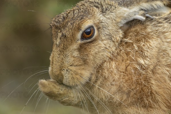 European brown hare (Lepus europaeus) adult animal washing its foot, England, United Kingdom