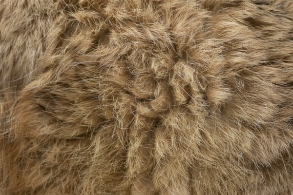 European brown hare (Lepus europaeus) adult animal close up of its body fur, England, United Kingdom