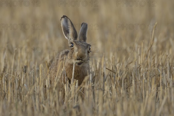 European brown hare (Lepus europaeus) adult animal eating a wheat plant sheath in a harvested farmland field in summer, England, United Kingdom