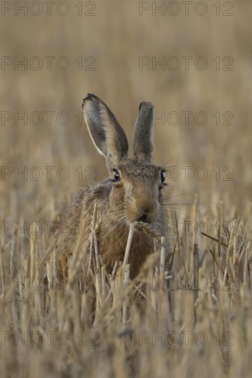 European brown hare (Lepus europaeus) adult animal eating a wheat plant sheath in a harvested farmland field in summer, England, United Kingdom