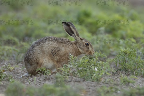 European brown hare (Lepus europaeus) adult animal feeding on a plant in a farmland field in summer, England, United Kingdom