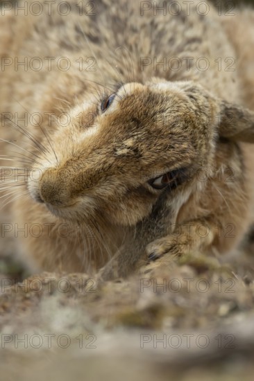 European brown hare (Lepus europaeus) adult animal washing its ear, England, United Kingdom