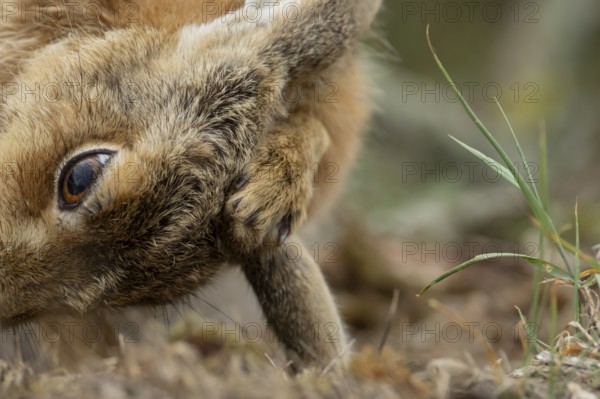 European brown hare (Lepus europaeus) adult animal washing its ear, England, United Kingdom