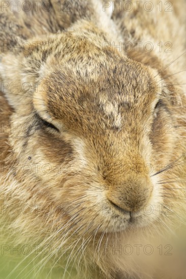 European brown hare (Lepus europaeus) adult animal sleeping, England, United Kingdom