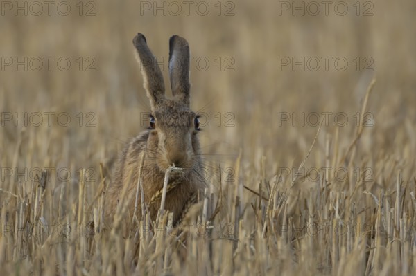 European brown hare (Lepus europaeus) adult animal feeding on a wheat plant sheath in a farm stubble field in summer, England, United Kingdom