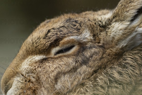 European brown hare (Lepus europaeus) adult animal sleeping, England, United Kingdom