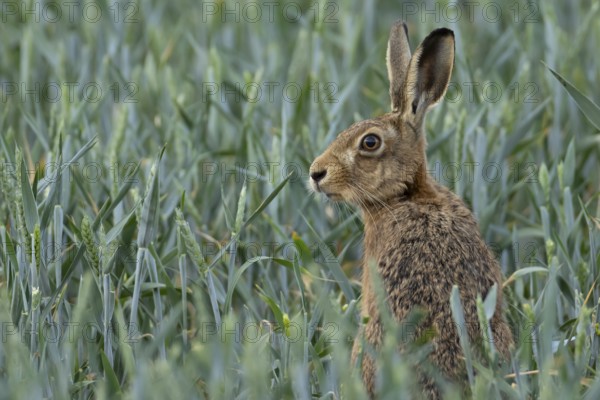 European brown hare (Lepus europaeus) adult animal in a field of wheat on a farm in summer, England, United Kingdom