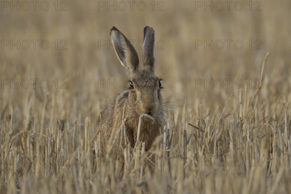 European brown hare (Lepus europaeus) adult animal feeding on a wheat plant sheath in a farm field in summer, England, United Kingdom