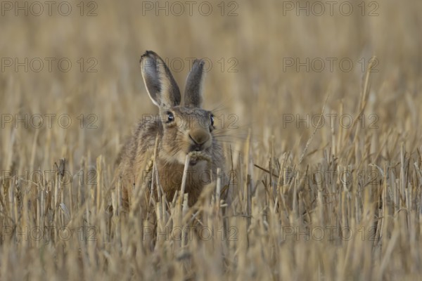 European brown hare (Lepus europaeus) adult animal eating a wheat plant sheath in a harvested stubble farmland field in summer, England, United Kingdom