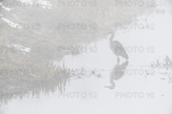 Grey heron (Ardea cinerea) in the fog, Emsland, Lower Saxony, Germany