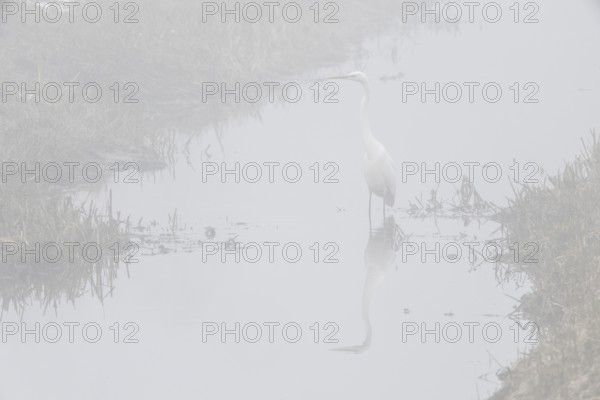 Great White Egret (Ardea alba) in the fog, Emsland, Lower Saxony, Germany