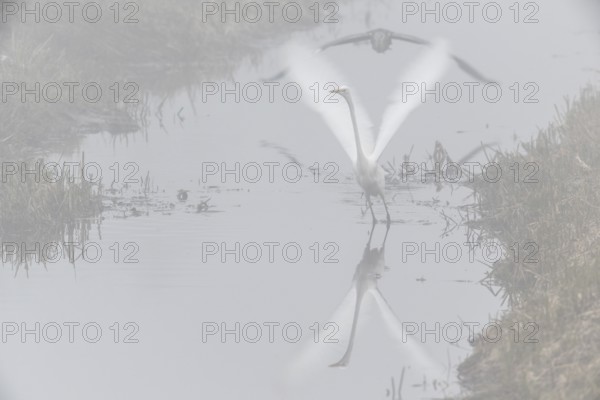 Great White Egret (Ardea alba) and Grey Heron (Ardea cinerea) in the fog, Emsland, Lower Saxony, Germany