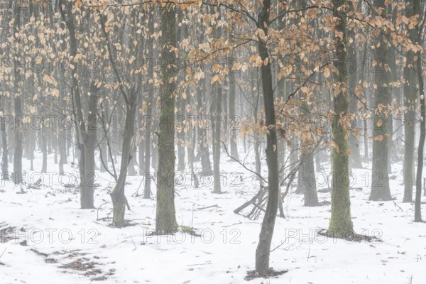 Beech forest (Fagus sylvatica) in the fog, Emsland, Lower Saxony, Germany