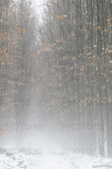 Beech forest (Fagus sylvatica) in the fog, Emsland, Lower Saxony, Germany