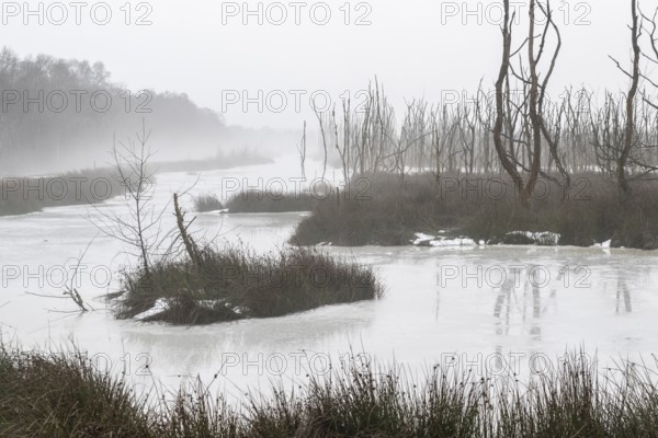 Moorland in fog, Emsland, Lower Saxony, Germany