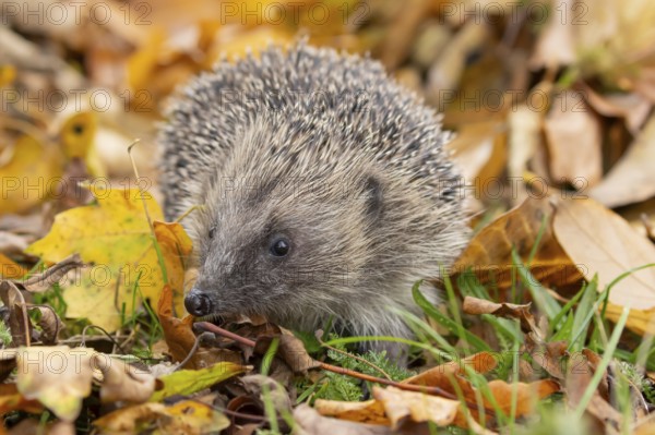 European hedgehog (Erinaceus europaeus) adult animal on fallen autumn leaves in a garden, England, United Kingdom