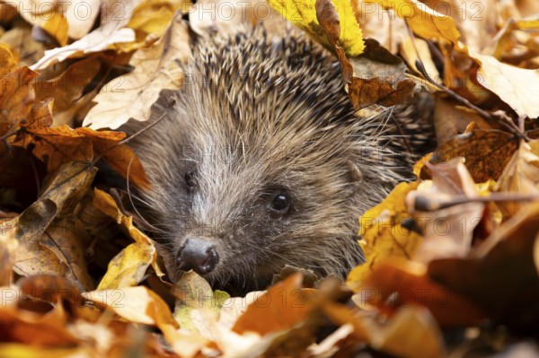 European hedgehog (Erinaceus europaeus) adult animal emerging from a pile of fallen autumn leaves in a garden, England, United Kingdom