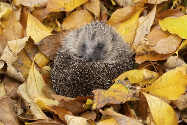 European hedgehog (Erinaceus europaeus) adult animal curled in a ball resting on a pile of fallen autumn leaves in a garden, England, United Kingdom