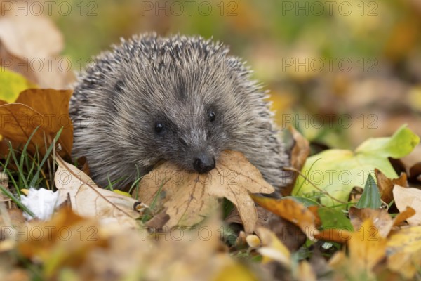 European hedgehog (Erinaceus europaeus) adult animal on fallen autumn leaves in a garden carrying a leaf in its mouth for bedding during hiberation, England, United Kingdom