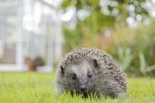 European hedgehog (Erinaceus europaeus) adult animal on a garden grass lawn with a house in the background in summer, England, United Kingdom