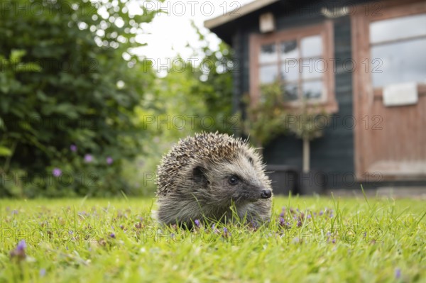 European hedgehog (Erinaceus europaeus) adult animal on a garden grass lawn with a shed in the background in summer, England, United Kingdom