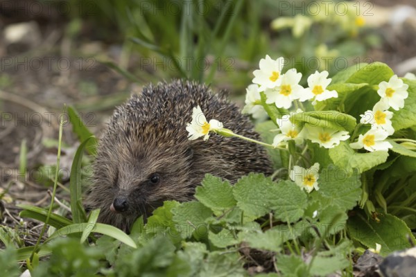 European hedgehog (Erinaceus europaeus) adult animal in a garden with wild Primrose flowers in spring, England, United Kingdom