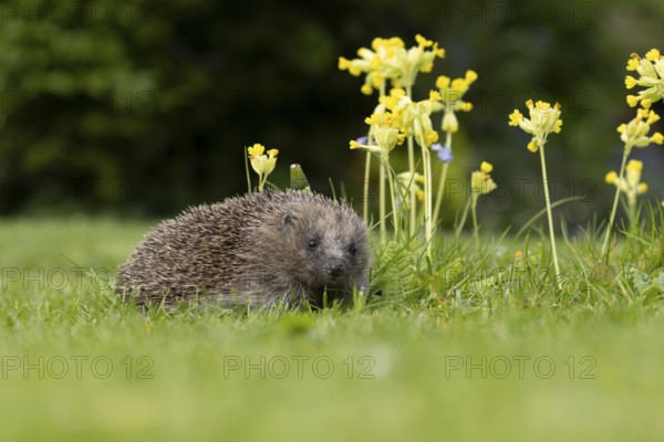 European hedgehog (Erinaceus europaeus) adult animal on a garden grass lawn with Cowslip flowers in spring, England, United Kingdom