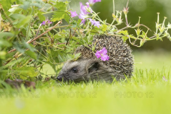 European hedgehog (Erinaceus europaeus) adult animal on a grass lawn under a pink flowering geranium flower in a garden in summer, England, United Kingdom