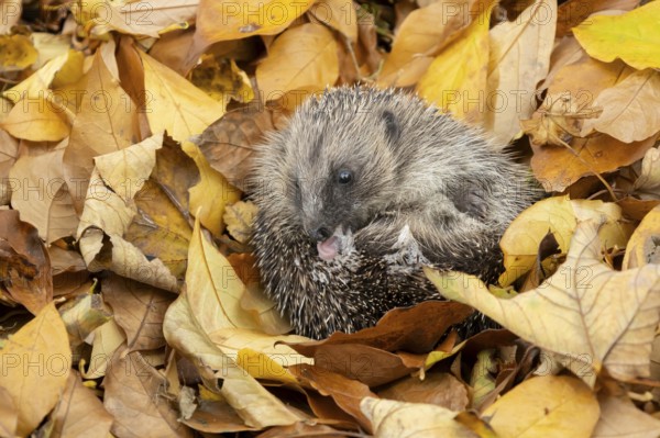 European hedgehog (Erinaceus europaeus) adult animal self anointing or salivating itself on fallen autumn leaves, England, United Kingdom