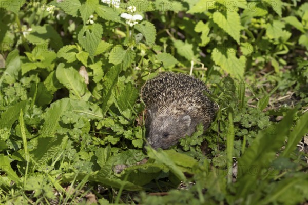 European hedgehog (Erinaceus europaeus) adult animal in a garden in spring, England, United Kingdom
