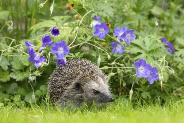 European hedgehog (Erinaceus europaeus) adult animal on a grass lawn under a blue flowering geranium flower in a garden in summer, England, United Kingdom