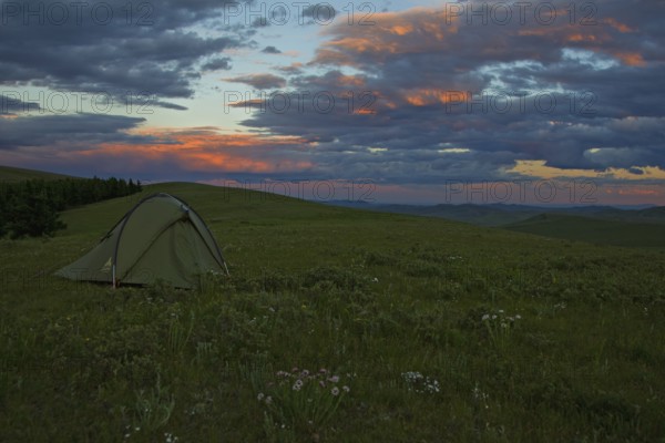 Single tent in blooming Mongolian grass steppe on a mountain ridge in the evening light with sunset, Bulgan, Mongolia