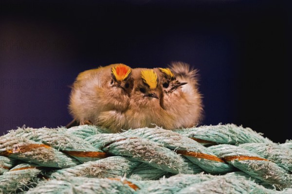 Goldcrest (Regulus regulus), close-up, group of 3 birds resting together on a ship's rope and huddling close together against the cold, Baltic Sea, Germany