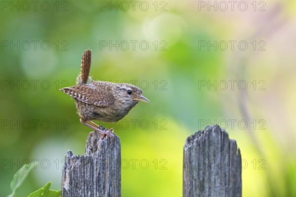 Wren (Troglodytes troglodytes), close-up, adult bird sitting on wooden garden fence in the sun against a summery green background in the garden, Bavaria, Germany