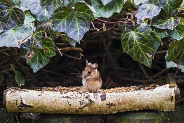 Wood mouse (Apodemus sylvaticus), standing cutely upright on its hind legs at a bird feeder between ivy leaves and eating grain food, Hesse, Germany