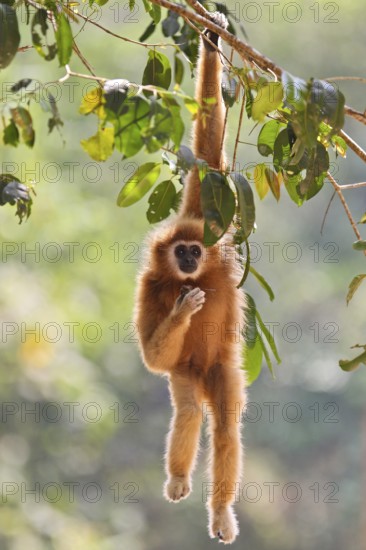 White-handed gibbon (Hylobates lar), close-up, adult climbs and hangs one-armed on a branch in the rainforest and eats fruit, Kaeng Krachan National Park, Thailand